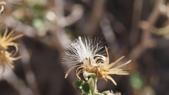 Brickellia desertorum