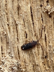 Uleiota dubia