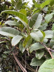 Solanum luculentum