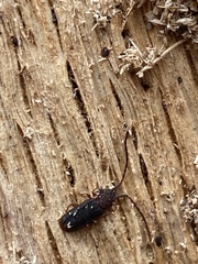 Uleiota dubia