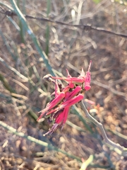 Euphorbia tithymaloides