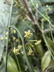 Orthosia stenophylla