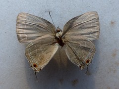 Strephonota tephraeus