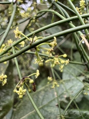 Orthosia stenophylla