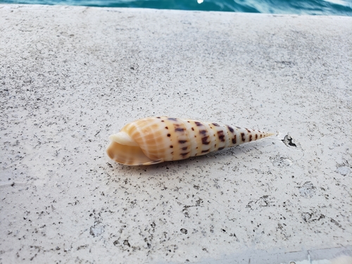 Terebra maculata observed 2021-12-17