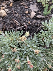 Eriogonum androsaceum