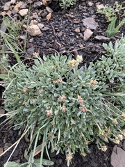 Eriogonum androsaceum