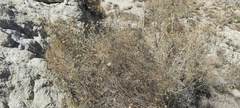 Brickellia desertorum