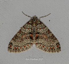 Trichopterigia sanguinipunctata