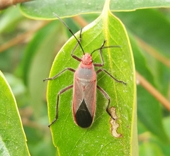 Thunbergia marginata