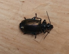 Physodera eschscholtzii