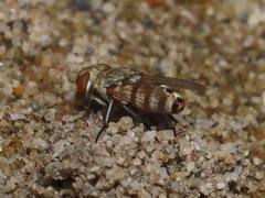 Craticulina tabaniformis