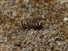 Craticulina tabaniformis