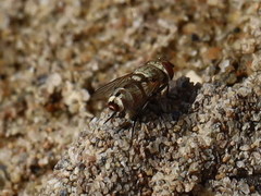 Craticulina tabaniformis