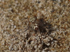 Craticulina tabaniformis