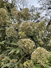Ageratina asclepiadea