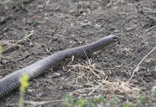 Eastern Brown Snake sighting