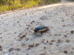 Polyzosteria limbata