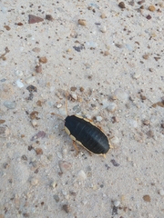 Polyzosteria limbata