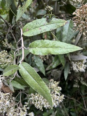 Ageratina asclepiadea