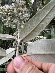 Ageratina asclepiadea