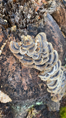 Trametes versicolor