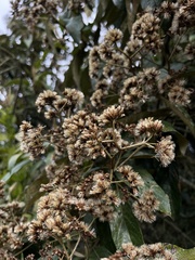 Critoniopsis bogotana