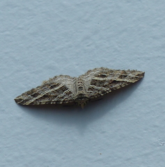 Chrysolarentia subrectaria