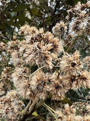 Critoniopsis bogotana