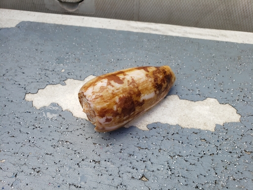 Conus striatus observed 2021-12-17