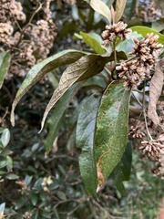 Critoniopsis bogotana