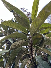 Critoniopsis bogotana