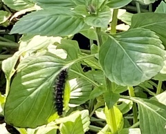 Vanessa virginiensis