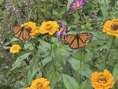 Danaus plexippus