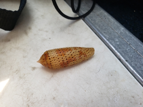 Conus nussatella observed 2021-12-17