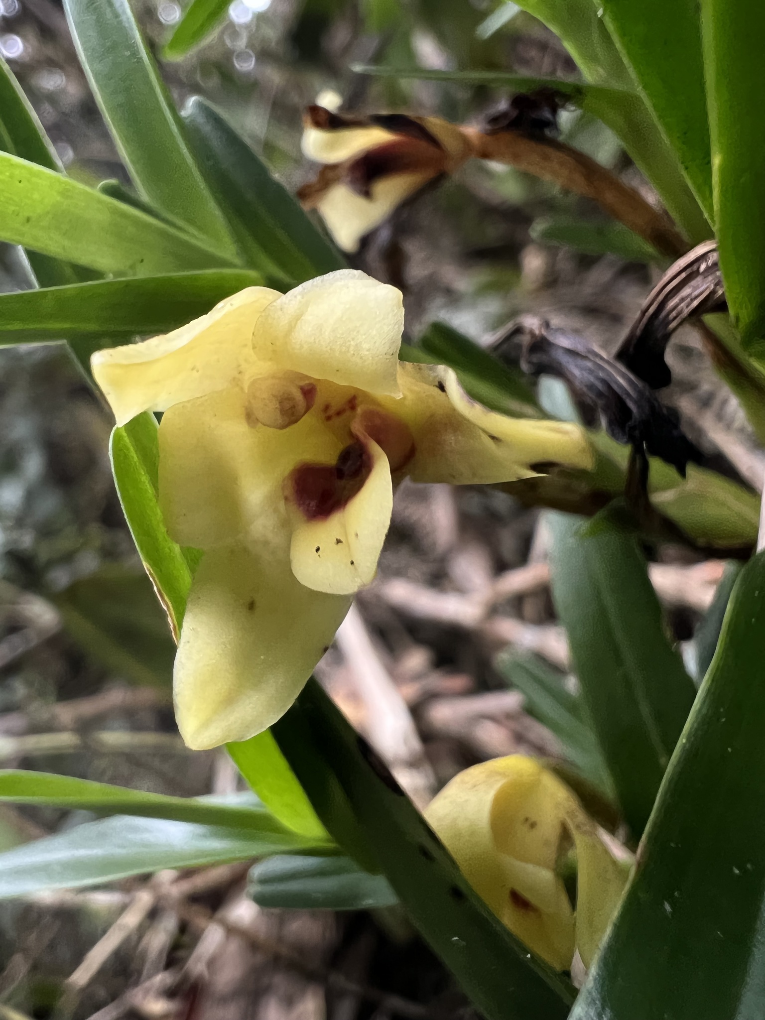 Maxillaria ponerantha