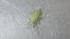 Orthotylinae