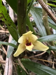 Maxillaria ponerantha
