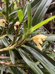 Maxillaria ponerantha