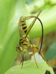 Toxotrypana curvicauda