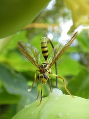 Toxotrypana curvicauda