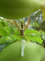 Toxotrypana curvicauda