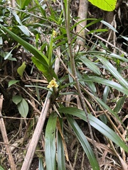 Maxillaria ponerantha