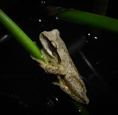 Litoria revelata
