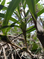 Maxillaria ponerantha