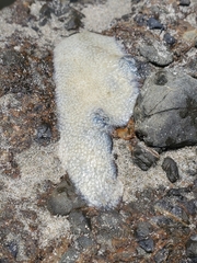 Pyrosoma