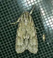 Acronicta longa