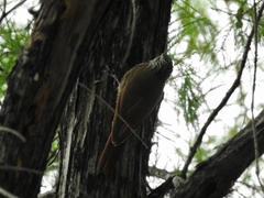 Lepidocolaptes leucogaster