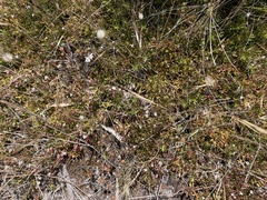 Myoporum parvifolium
