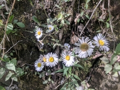 Erigeron pulchellus